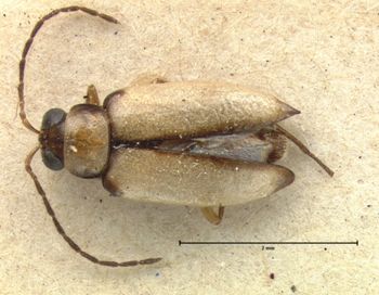 Media type: image; Entomology 18465   Aspect: habitus dorsal view